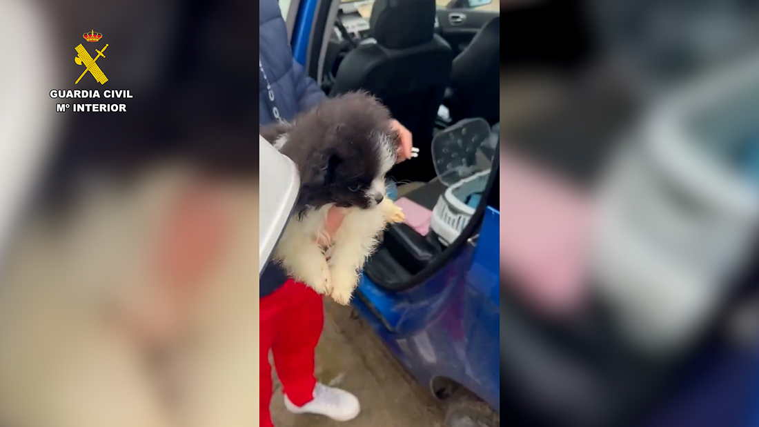 Cachorro rescatado Guardia Civil