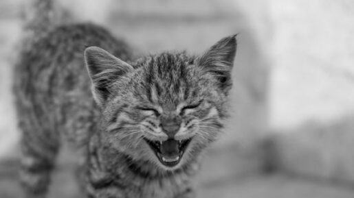 Gato cachorro - Autor: Ehaan Dewa . Pexels