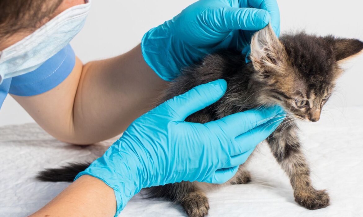 Otitis gato - veterinaria Irene Alonso