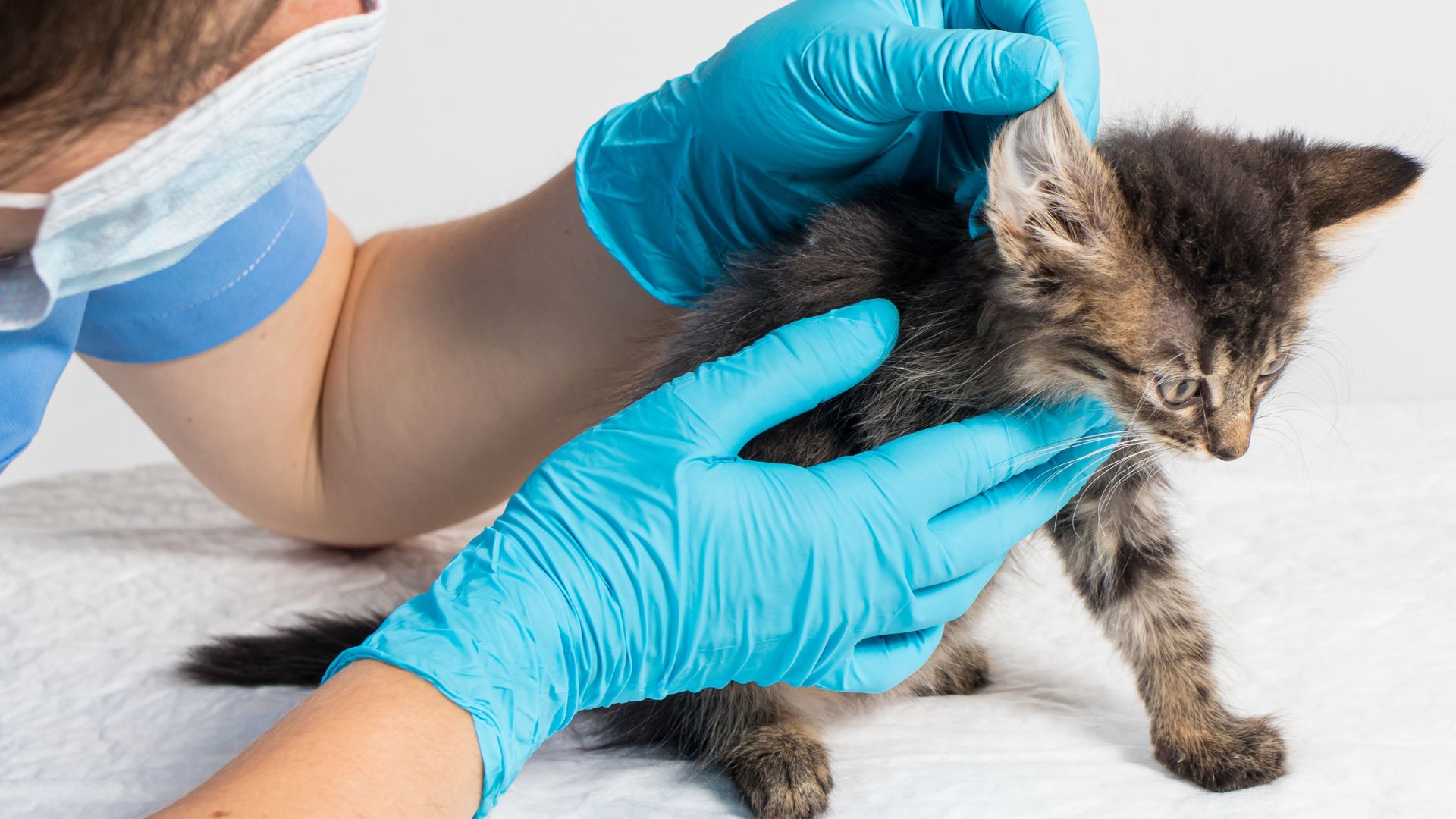 Otitis gato - veterinaria Irene Alonso