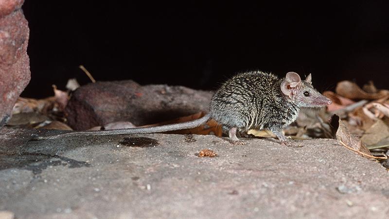 Planigale petrophila - Foto propiedad de: Facultad de Biología y Ciencias Ambientales de la QUT