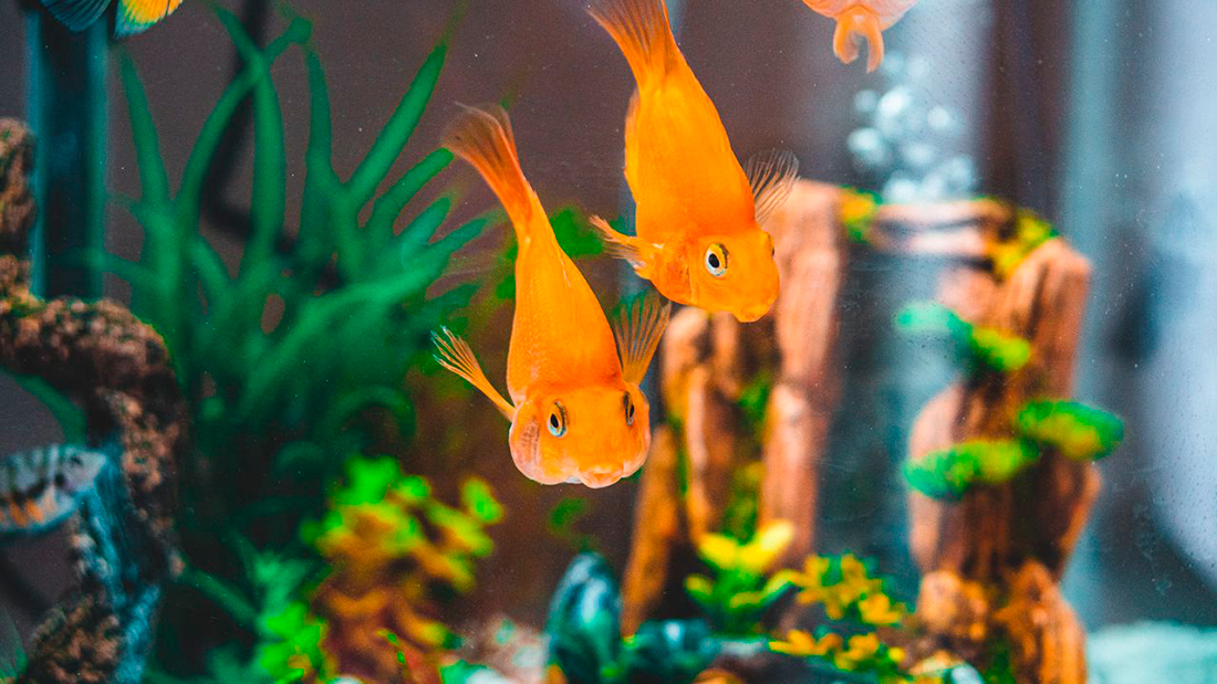 Acuario - Foto propiedad de: Chait Goli - Pexels