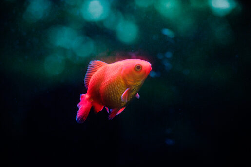 Acuario - Foto propiedad de: 木 灬 - Pexels