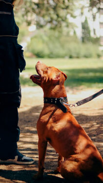 Adiestramiento perros - Foto propiedad de: Mehdi Gholipour - Pexels