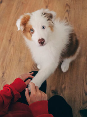 Adiestramiento perros - Foto propiedad: Viktorya Sergeeva - Pexels