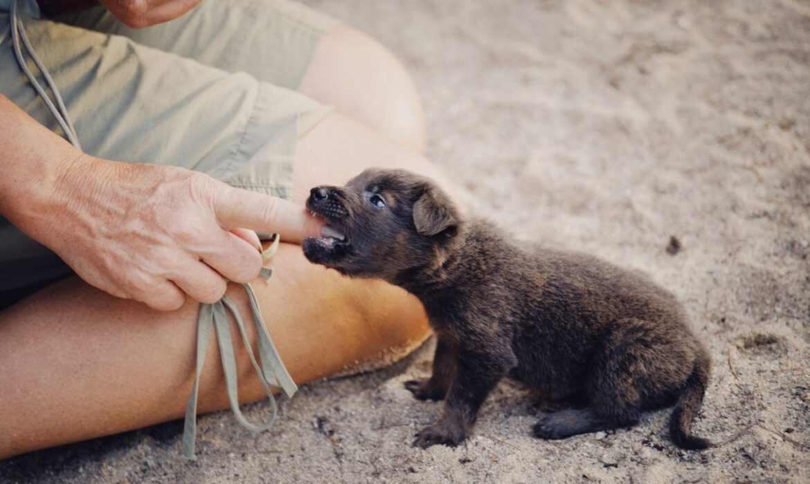 Adiestramiento perros - Foto propiedad de: Alexey Demidov - Pexels