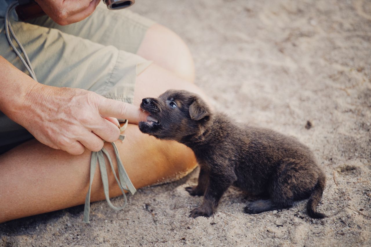 Adiestramiento perros - Foto propiedad de: Alexey Demidov - Pexels