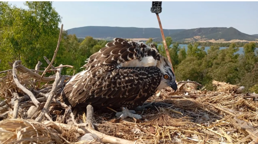 Aguila pescadora - Endesa