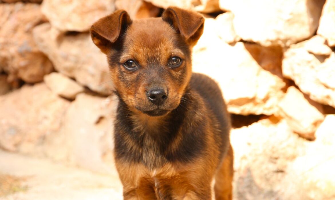 Cachorro - Foto propiedad de: Pixabay - Pexels