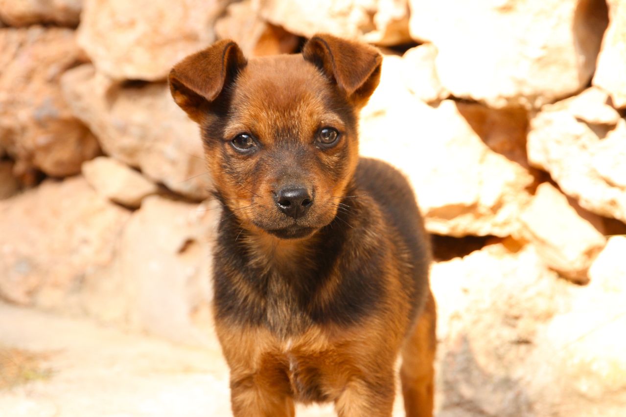 Cachorro - Foto propiedad de: Pixabay - Pexels