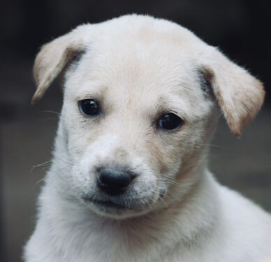Cachorros perros - Foto propiedad de: Shamsuddin Habib - Pexels