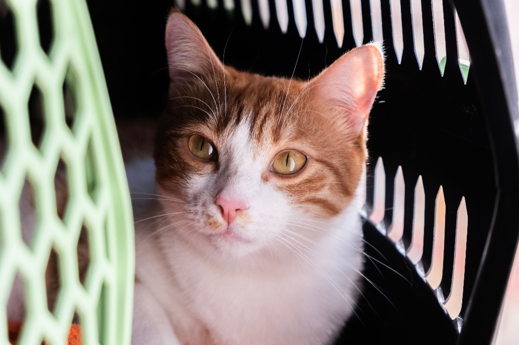Gato en transportín - Pexels