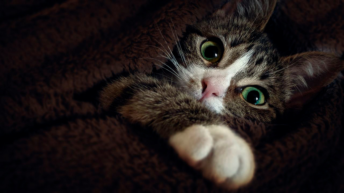 Gato escondido - Foto propiedad de: Mark Burnett - Pexels