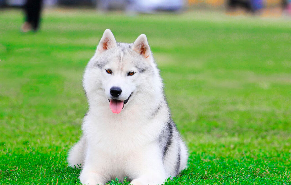husky
