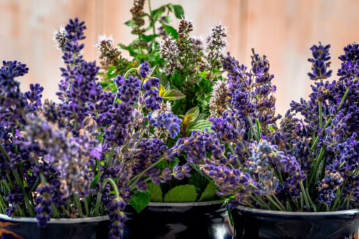Lavanda - Foto propiedad de: Jana Ohajdova - Pexels
