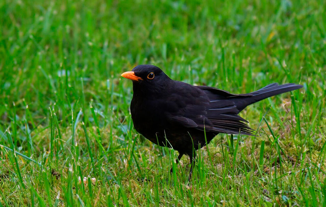 Mirlo común - Foto propiedad de: Serena Koi - Pexels