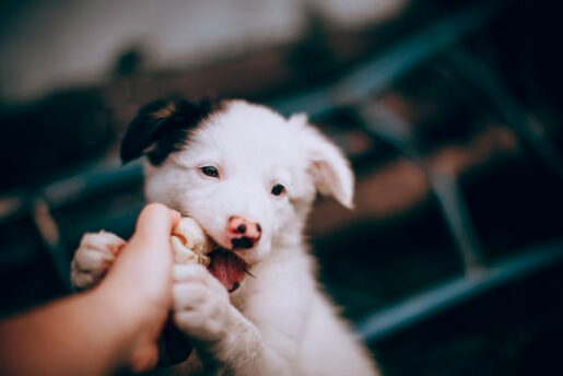 Mordisco perros - Foto propiedad de: Helena Lopes - Pexels