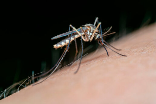 Mosquito - Foto propiedad de: Jimmy Chan - Pexels