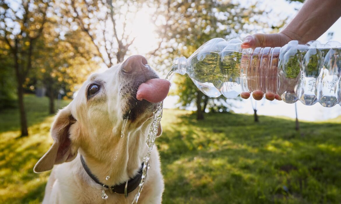 perro bebiendo