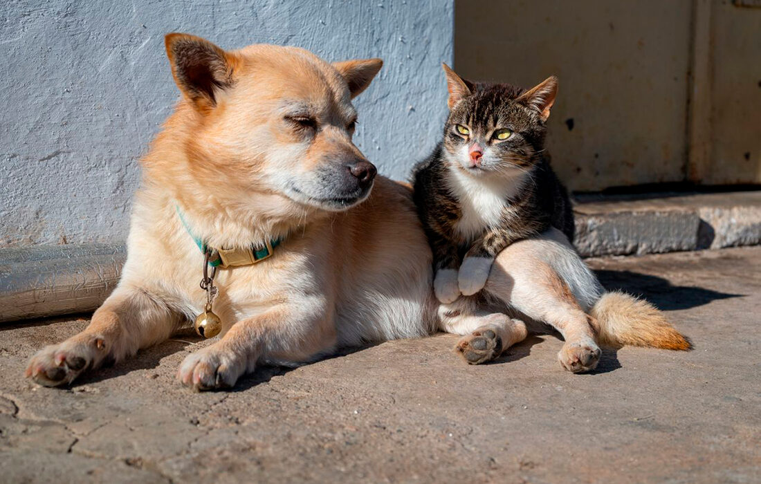 Perro y gato - Foto propiedad de: Mehmet Kaynar - Pexels