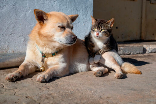 Perro y gato - Foto propiedad de: Mehmet Kaynar - Pexels