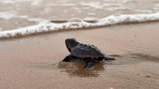 Tortuga boba - Foto propiedad de: Ugur Tandogan - Pexels