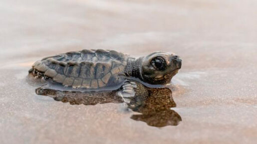 Tortuga boba - Foto propiedad de: Karlus Morales - Pexels