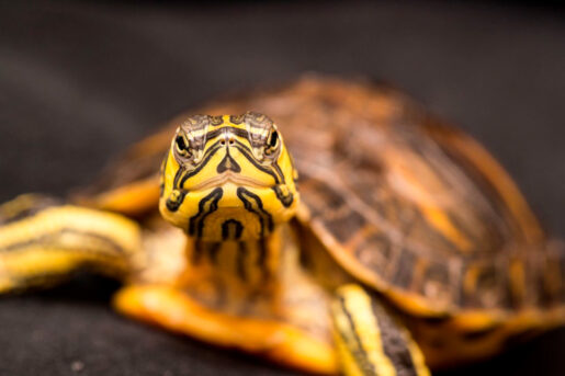 Tortuga de orejas amarillas - Foto propiedad de: Lucian Pirvu - Pexels