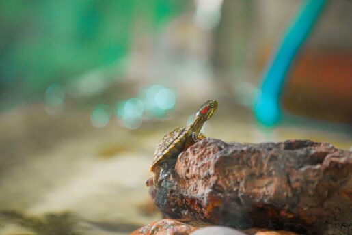 Tortugas de orejas rojas - Foto propiedad de: Pon Thhao - Pexels 