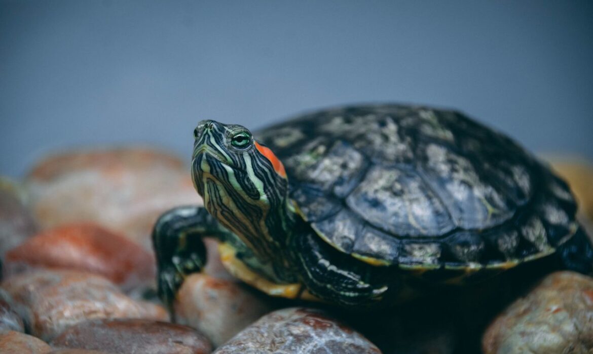 tortugas-de-orejas-rojas