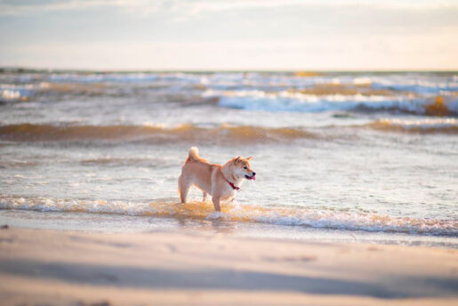 Perro playa - Foto propiedad de: Valeria Boltneva - Pexels