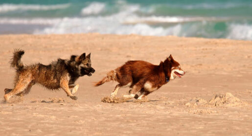 Perros playa - Foto propiedad de: Lior Binyamini - Pexels