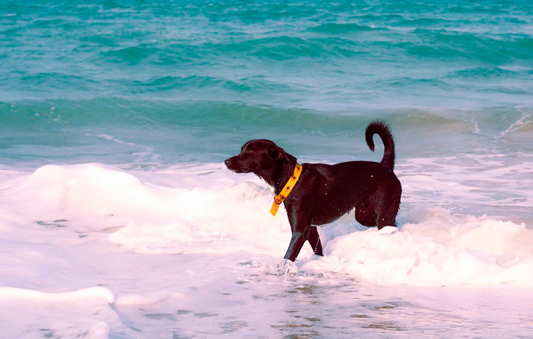 Perro playa - Foto propiedad de: Sofia Comasetto - Pexels