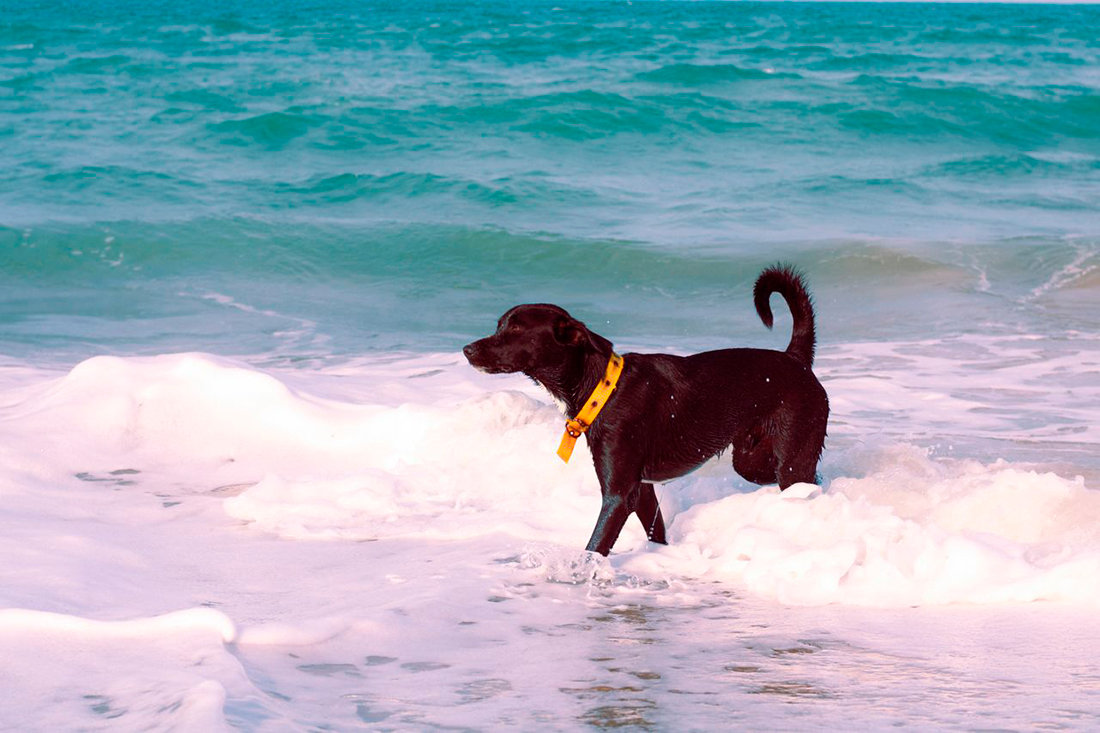 Perro playa - Foto propiedad de: Sofia Comasetto - Pexels