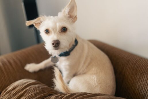 Alquiler perros - Foto propiedad de: Josh Sorenson - Pexel