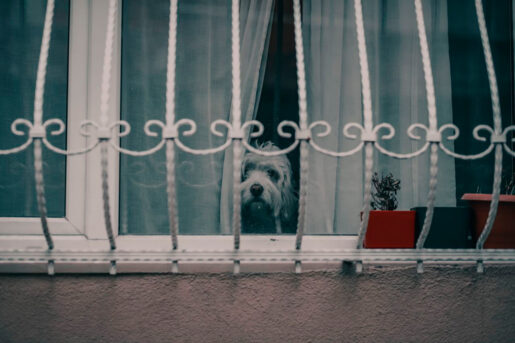 Alquiler casa con perro - Tahir Osman - Pexels