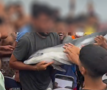 CRIA-DELFIN
