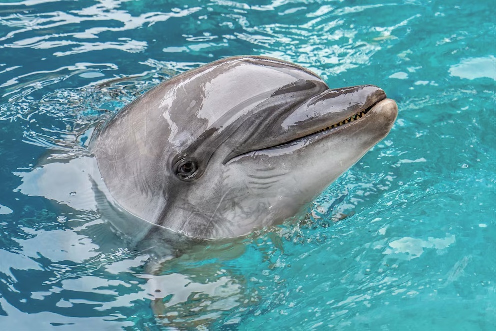 Echo - Delfina rescatada de Canadá (OCEANOGRÀFIC)