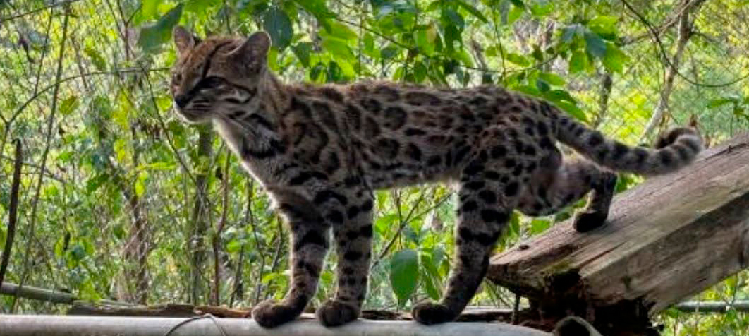 Un macho de tilcayo, en el Refugio Animal de Senda Verde (Bolivia)