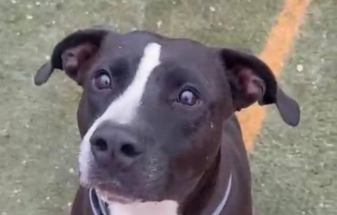 Orión-perro-para-adoptar