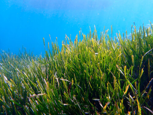 Posidonia Oceanica - Foto propiedad de: Frédéric Ducarme - Wikipedia