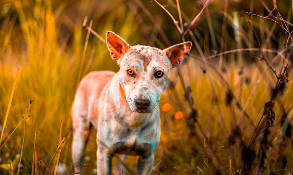 abandono-perros