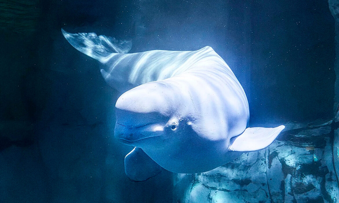 La beluga Jelly Bean en Oceanogràfic Valencia.