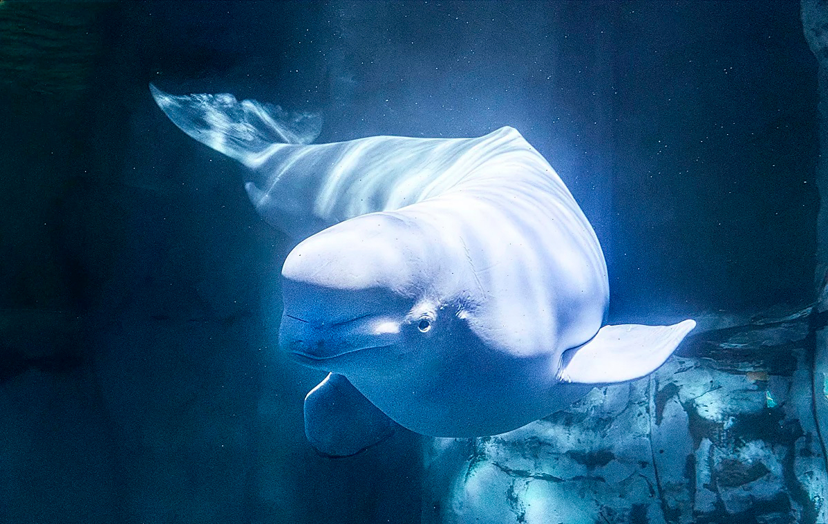 La beluga Jelly Bean en Oceanogràfic Valencia.