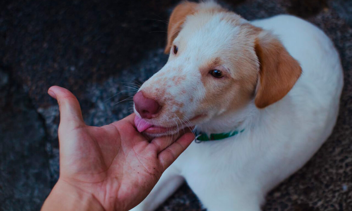Coger a un perro - Foto propiedad de: Nothing Ahead