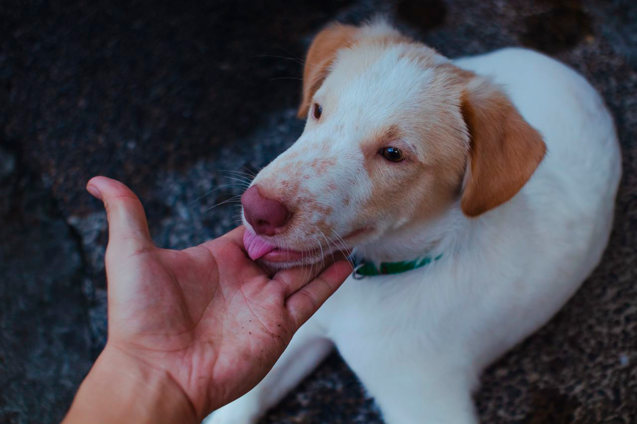 Coger a un perro - Foto propiedad de: Nothing Ahead