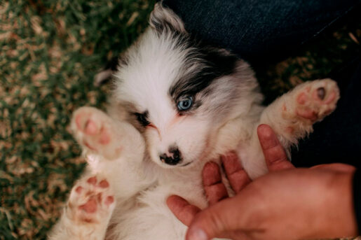 Coger a un perro - Foto propiedad de: Helena Lopes
