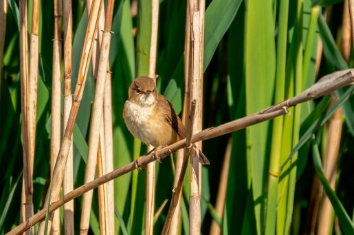 Carricero común - Foto propiedad de: Gundula Vogel - Pexels