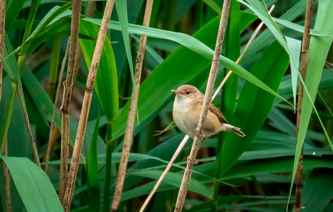 Carricero común - Foto propiedad de: Gundula Vogel - Pexels