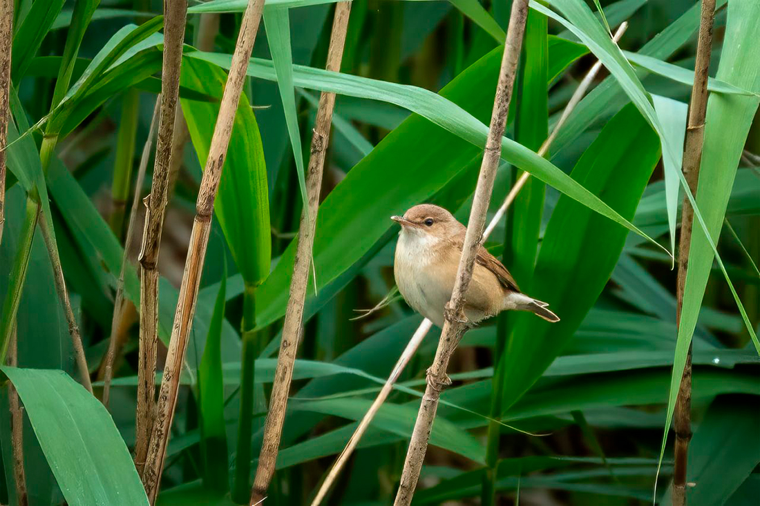 Carricero común - Foto propiedad de: Gundula Vogel - Pexels